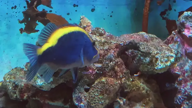 Video thumbnail for Goldribbon soapfish