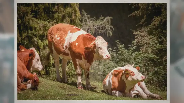 Video thumbnail for How Many Ribs Does a Cow Have?