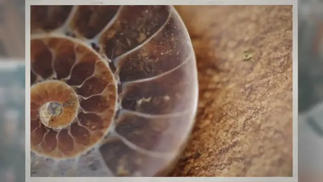 Video thumbnail for How Can Fossils Tell Us About the Past?