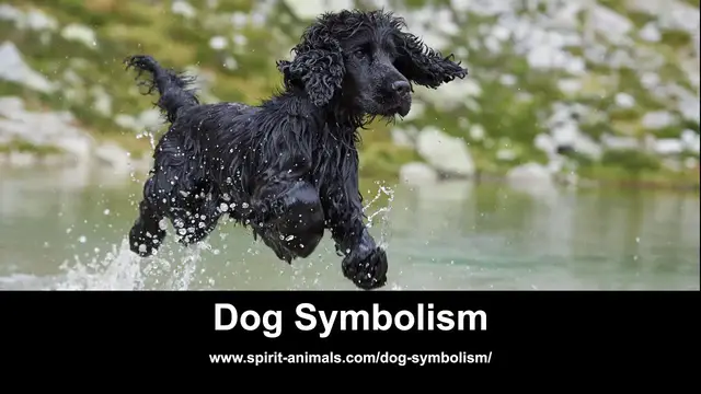 Video thumbnail for Dog Symbolism