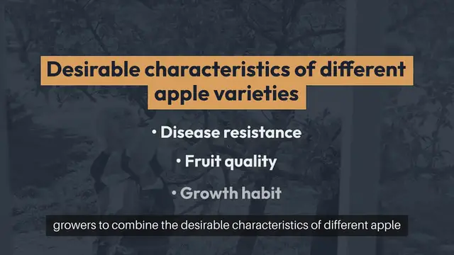 Video thumbnail for Apple Tree Grafting Methods