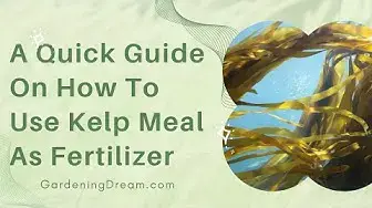 Video thumbnail for A Quick Guide On How To Use Kelp Meal As Fertilizer