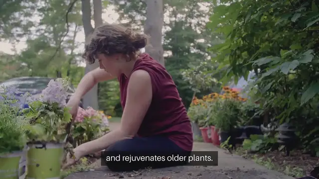 Video thumbnail for How to Divide Perennial Plants