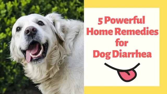 'Video thumbnail for Top 5 Powerful Home Remedies for Dog Diarrhea'
