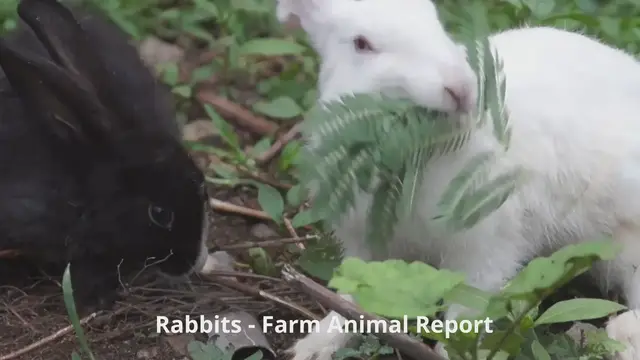 Video thumbnail for Baby Rabbits Eating
