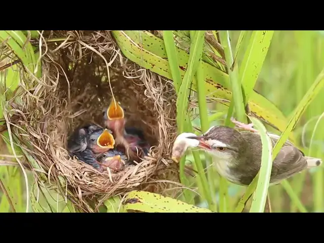 Video thumbnail for Feeding Frenzy: Baby Birds Devour Nest Meals