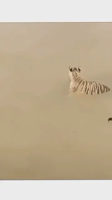 Video thumbnail for The clever duck narrowly escaped the accident