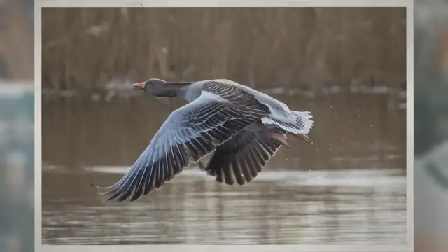 Video thumbnail for Where Do Geese Lay Eggs?