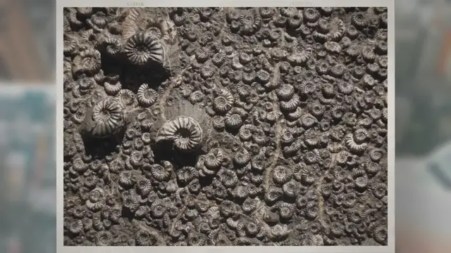 Video thumbnail for How Do Fossils Give Evidence of a Supercontinent?