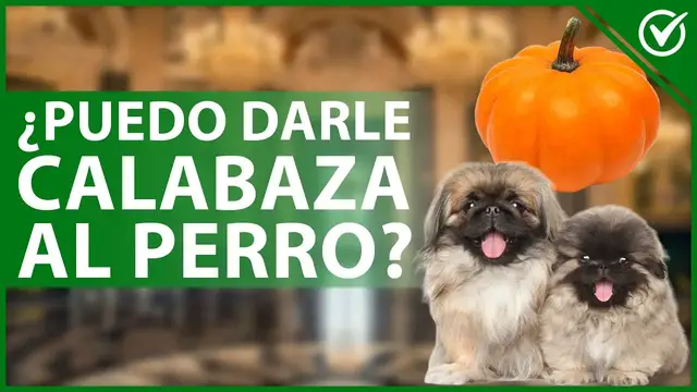 Video thumbnail for 🐶 ¿Le puedo dar de COMER CALABAZA a mi PERRO o le hace daño? - Dieta canina 🎃🐶