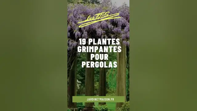 'Video thumbnail for 19 plantes grimpantes pour pergolas et tonnelles'