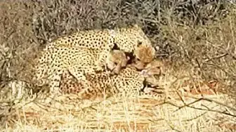 Video thumbnail for Cheetah "Threesome"