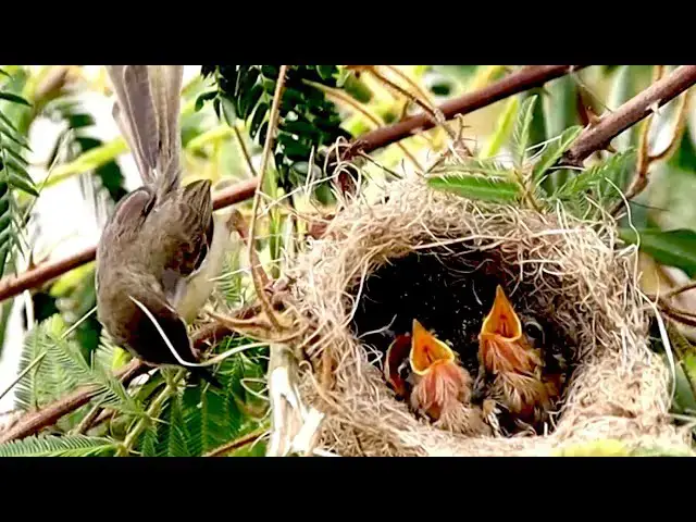 'Video thumbnail for In field grass alot | Momther's bird feedig it'