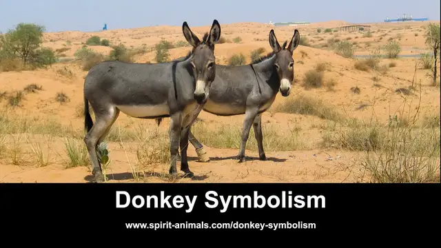 Video thumbnail for Donkey Symbolism