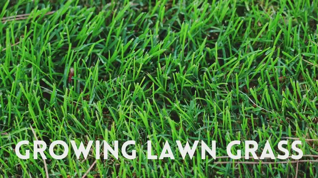 Video thumbnail for growing lawn grass