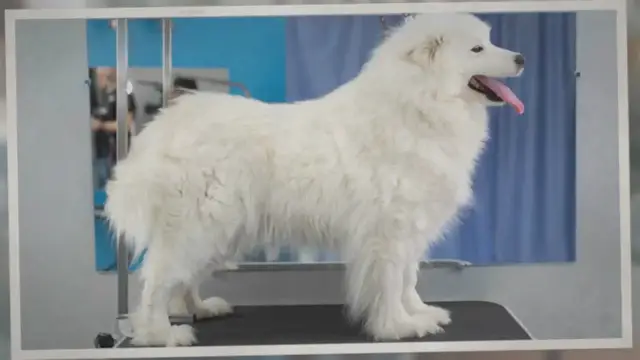 Video thumbnail for Samoyed Brushing Guide (How to & How Often)