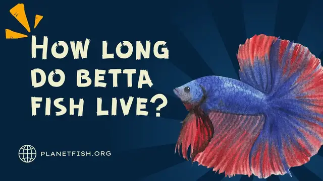 'Video thumbnail for How long do Betta fish live?'