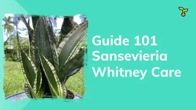'Video thumbnail for Guide Sansevieria Whitney Care'