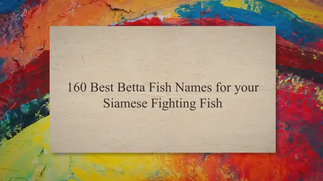 Video thumbnail for 160 Best Betta Fish Names for your Siamese Fighting Fish