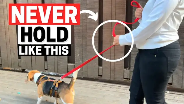 Video thumbnail for Are You Holding Your Dog’s Leash Wrong?