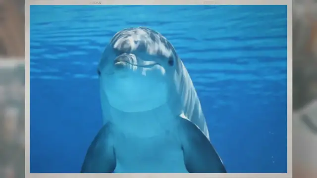 Video thumbnail for Do Dolphins Have Teeth?