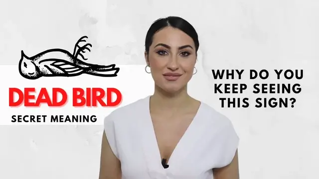 Video thumbnail for Dead Bird Symbolism and Secret Meaning
