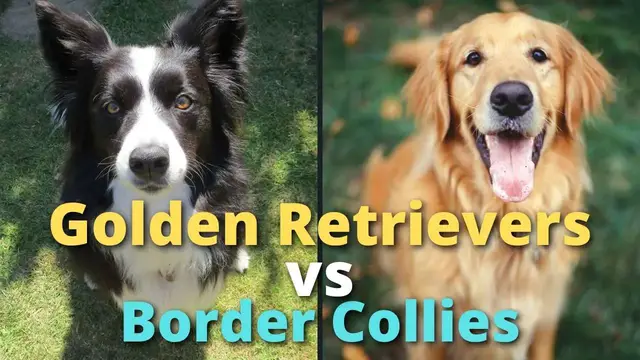 Video thumbnail for Border Collie or Golden Retriever?