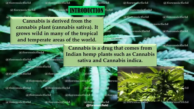 Video thumbnail for CANNABIS