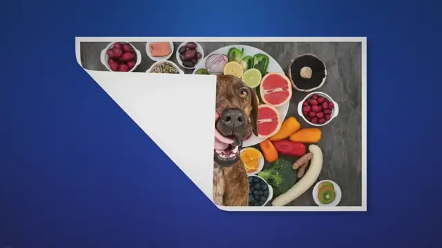 Video thumbnail for Why do dogs eat so much? - Easy Spaniel Training