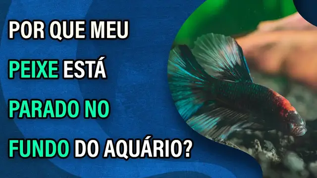 Video thumbnail for Por que meu peixe está parado no fundo do aquário?