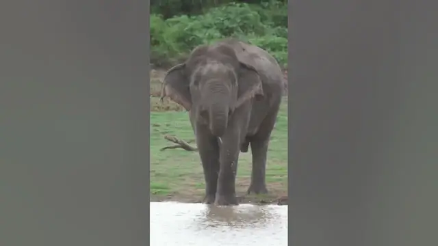 Video thumbnail for Elephant #shorts