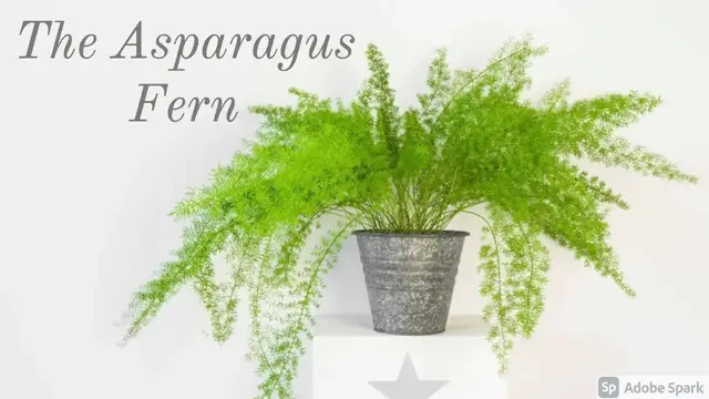 'Video thumbnail for Asparagus Fern Care Guide'