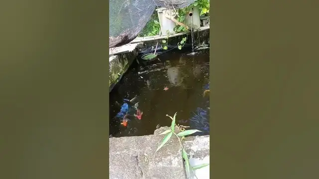 Video thumbnail for Most Amazing Stunning Astonishing beautiful time lapse scene of butterfly koi fish feeding