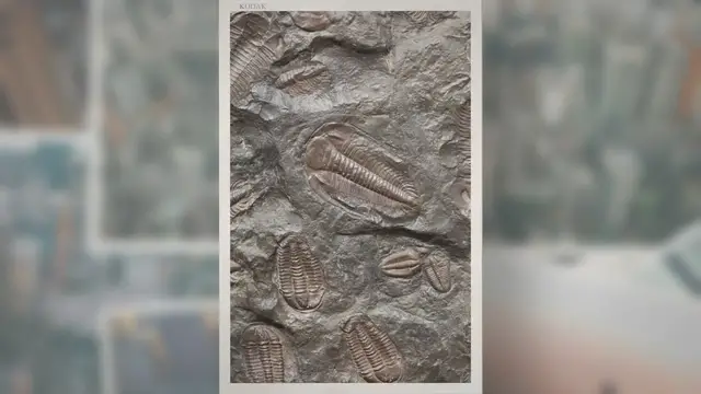Video thumbnail for When Did the Oldest Fossils Appear?