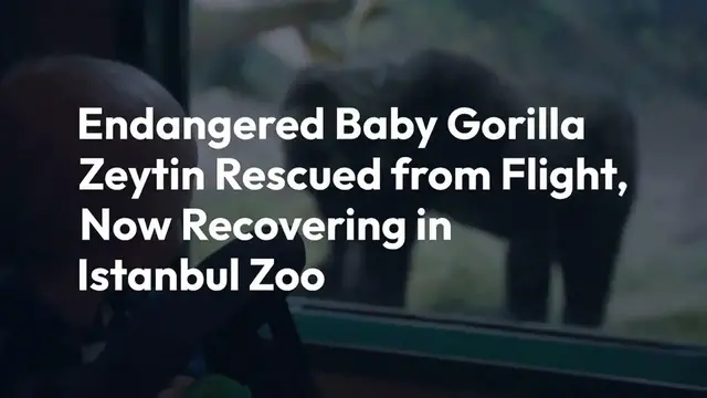 Video thumbnail for Endangered Baby Gorilla Zeytin Rescued from Turkish Flight, Now Recovering in Istanbul Zoo