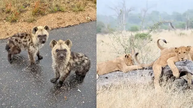 Video thumbnail for It's Baby Season on Safari