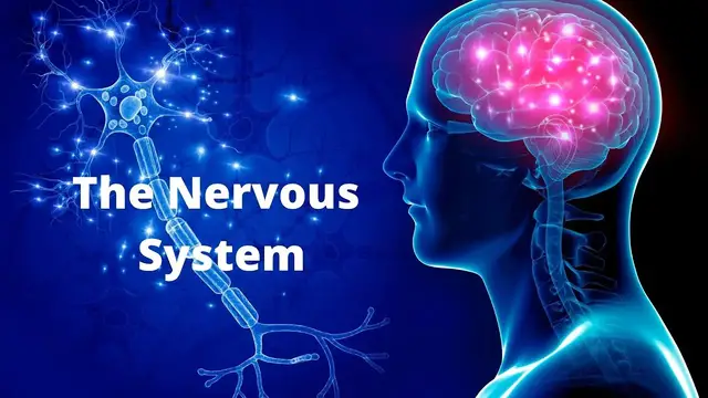 Video thumbnail for The Nervous System in Plain English