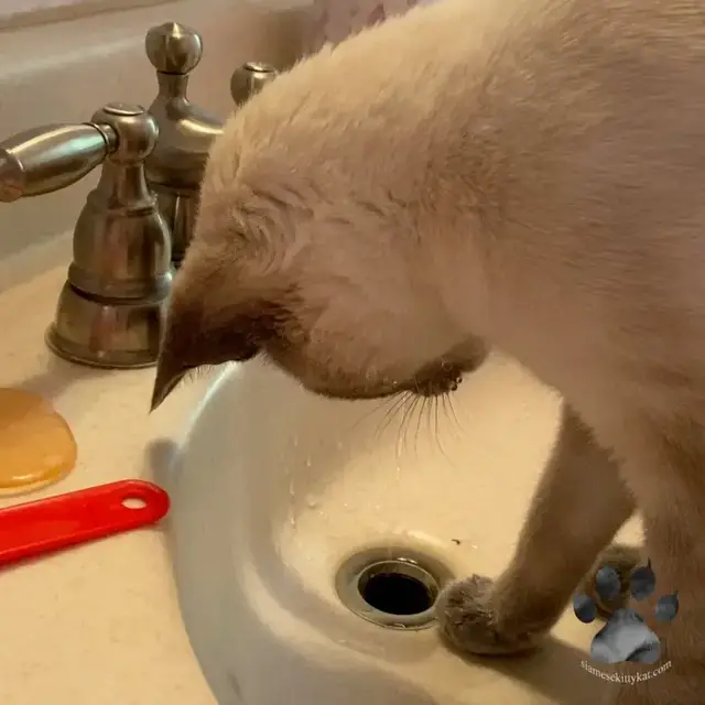Video thumbnail for Do Siamese Cats Like Water?