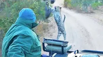 Video thumbnail for Surprise Leopard Hunt in Front of Safari Vehicle Caught on Camera