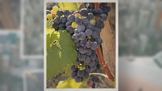 Video thumbnail for Does Grape Juice Go Bad?