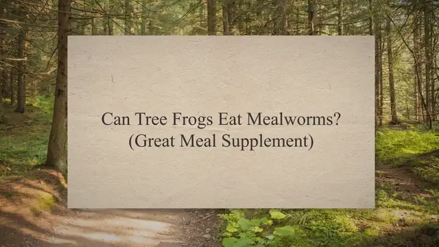 'Video thumbnail for Can Tree Frogs Eat Mealworms? ( Great Meal Supplement )'