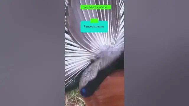Video thumbnail for Watch the beautiful peacock dancing to attract the female #shorts