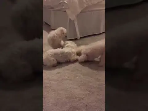 'Video thumbnail for Sassy and Arya the 12 week old Maltese Puppy ganging up on poor Django!'