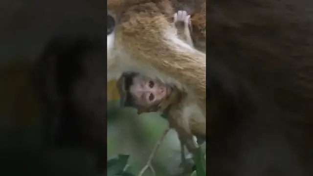 Video thumbnail for Baby monkey #shorts