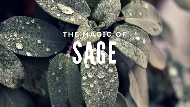 'Video thumbnail for The Wisdom Herb: The Magic of Sage -- Magical Herbs'