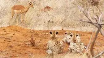 Video thumbnail for Impala Walks Right into 3 Cheetahs