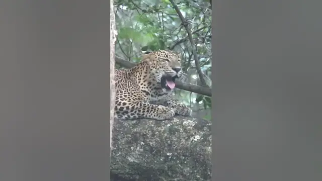Video thumbnail for Young leopard sleeping on a tree #shorts
