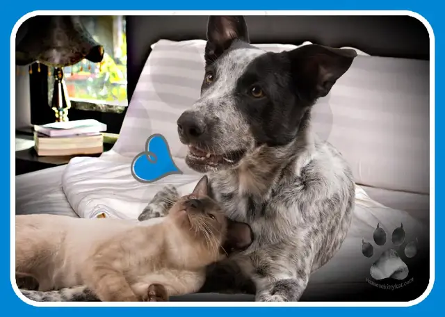 Video thumbnail for Do Siamese Cats Get Along With Dogs?