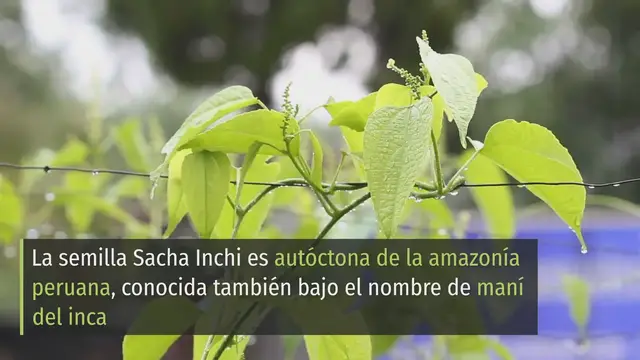 Video thumbnail for 8 Propiedades y Beneficios del del SACHA INCHI ‍⚕️✅