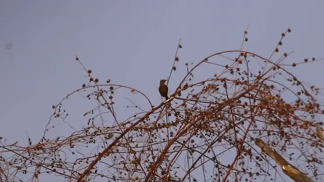 'Video thumbnail for Black wild sparrow at field'
